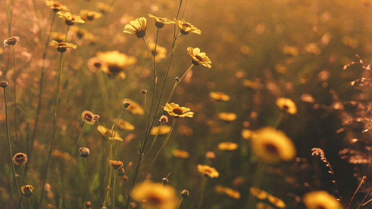 A field of yellow wildflowers glowing in low evening sun
