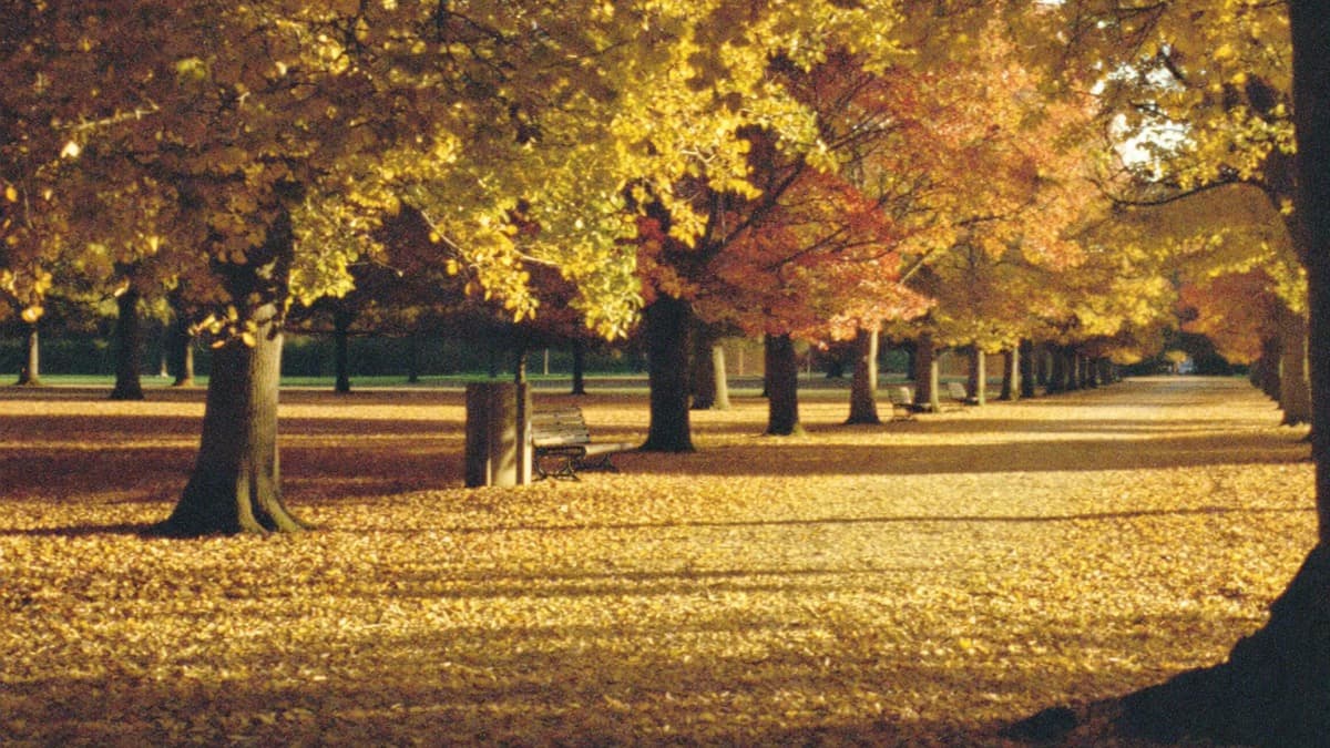 An avenue of golden autumn trees with the path ahead covered in bright leaves