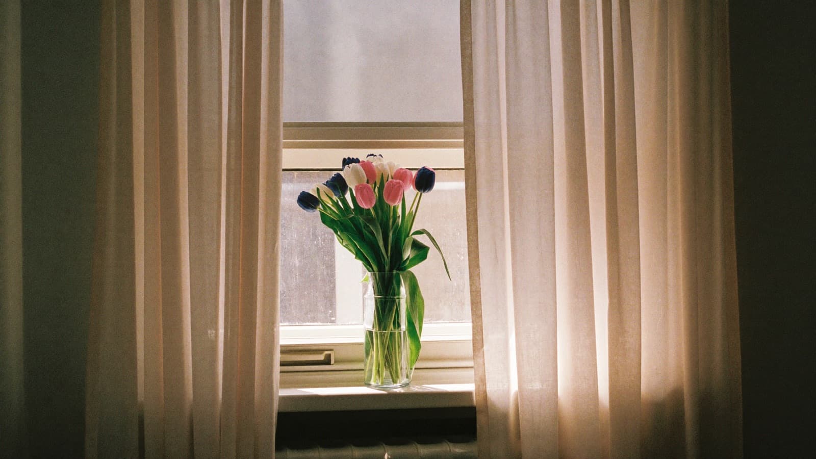 Tulips in the trans flag's blues, pinks and white, in a vase at a sunlit window