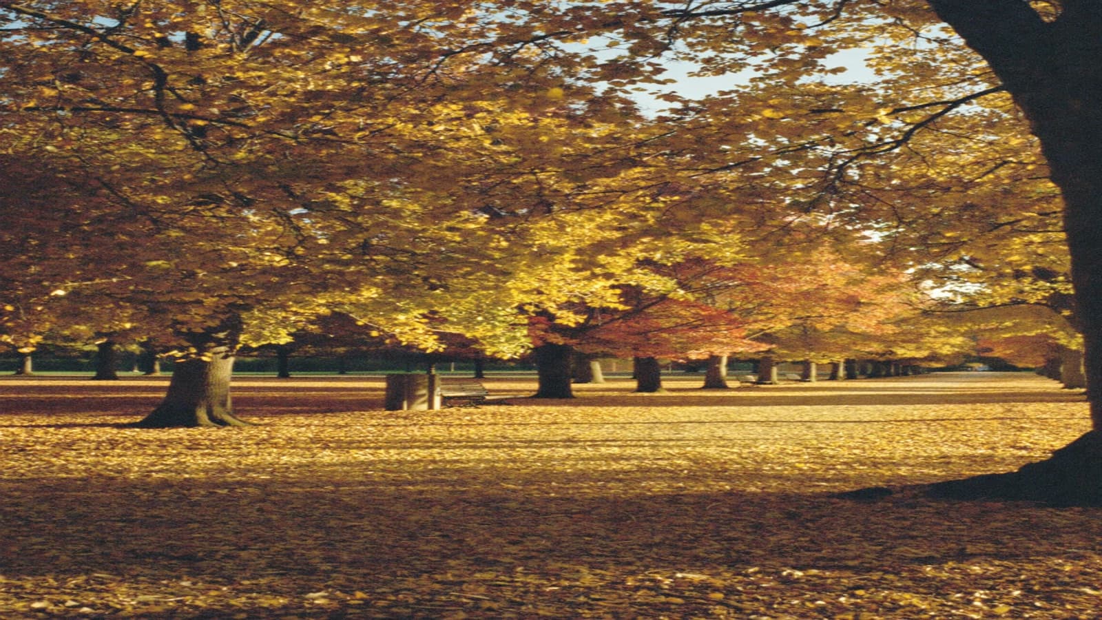 A park of golden autumn trees, leaves blanketing the grass